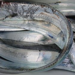 オーフリー 釣果