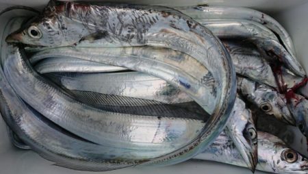 オーフリー 釣果