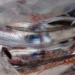 オーフリー 釣果