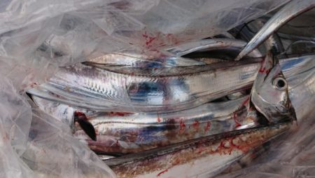 オーフリー 釣果