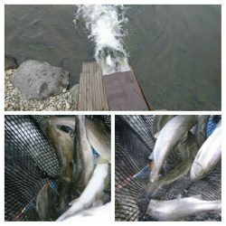 みどりフィッシングエリア 釣果