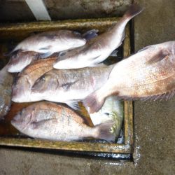 海釣り公園みかた 釣果