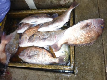 海釣り公園みかた 釣果