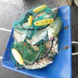海釣り公園みかた 釣果