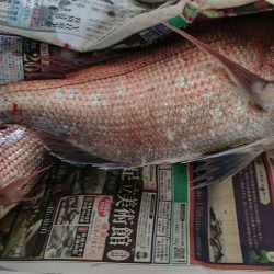 明神釣船 釣果