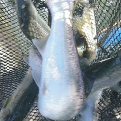 みどりフィッシングエリア 釣果