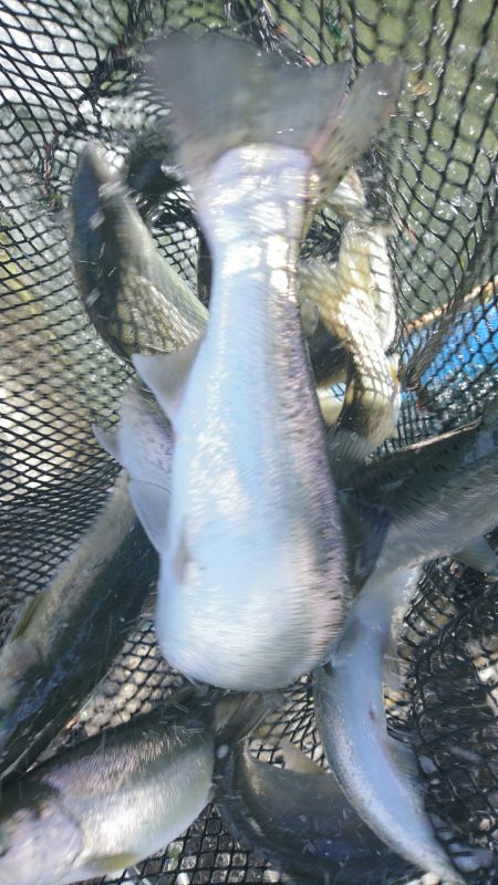 みどりフィッシングエリア 釣果