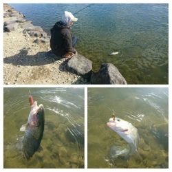 みどりフィッシングエリア 釣果