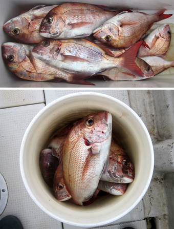 来温丸（らいおんまる） 釣果