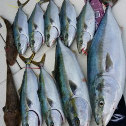 オーフリー 釣果