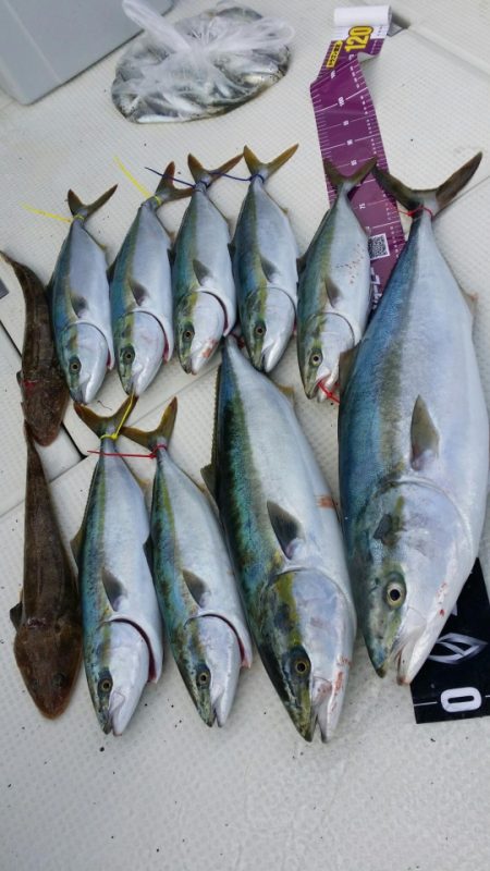 オーフリー 釣果