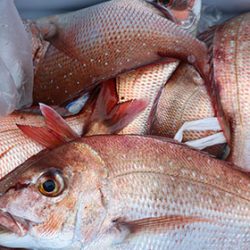 松本釣船２ 釣果