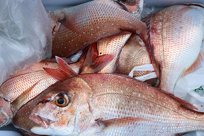 松本釣船２ 釣果