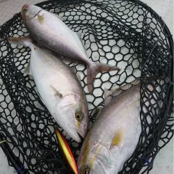 マタウマリンサービス 釣果