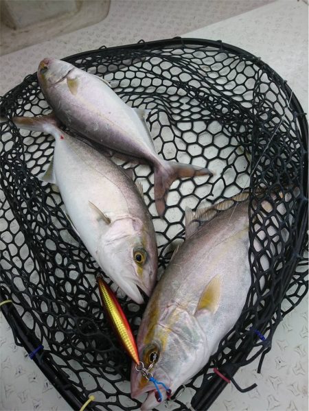 マタウマリンサービス 釣果