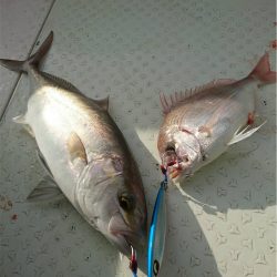 マタウマリンサービス 釣果