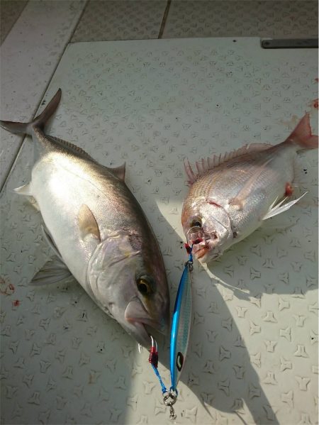 マタウマリンサービス 釣果