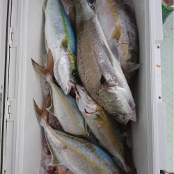 マタウマリンサービス 釣果