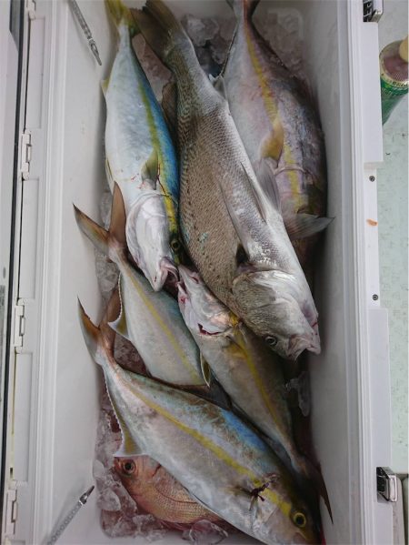 マタウマリンサービス 釣果