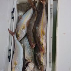 マタウマリンサービス 釣果