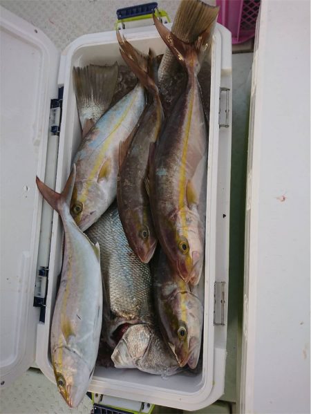 マタウマリンサービス 釣果