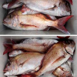 来温丸(らいおんまる) 釣果