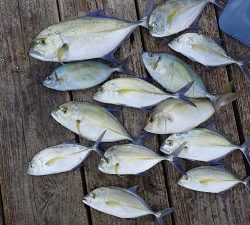 本部釣りイカダ 釣果