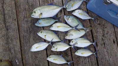 本部釣りイカダ 釣果