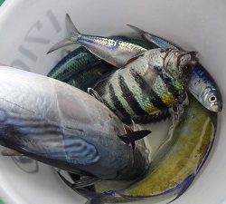 本部釣りイカダ 釣果