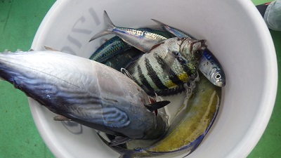 本部釣りイカダ 釣果