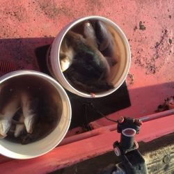 第八平成丸 釣果