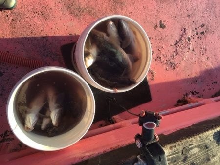 第八平成丸 釣果