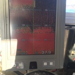 第八平成丸 釣果