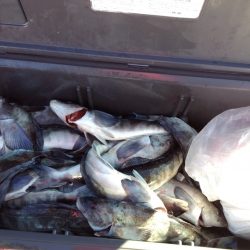 第八平成丸 釣果