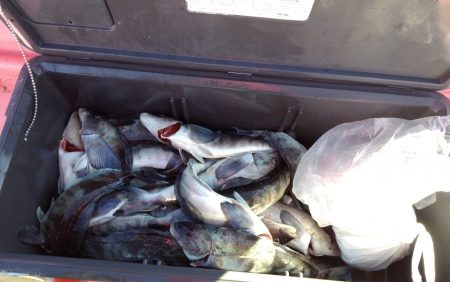 第八平成丸 釣果