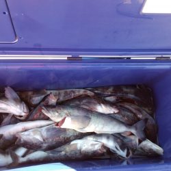 第八平成丸 釣果