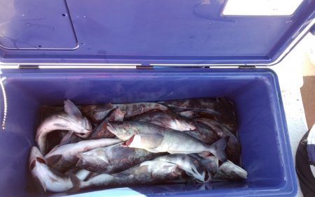 第八平成丸 釣果