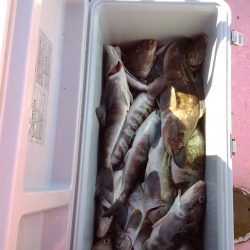 第八平成丸 釣果