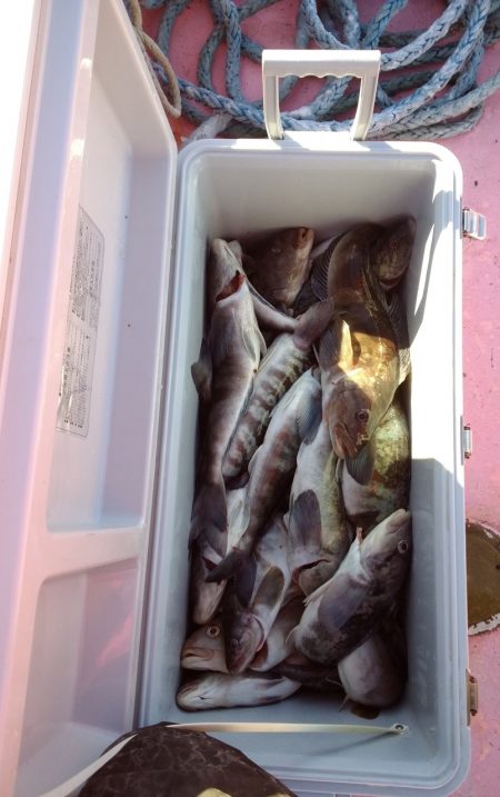 第八平成丸 釣果