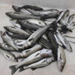 ルアー船マヒマヒ 釣果