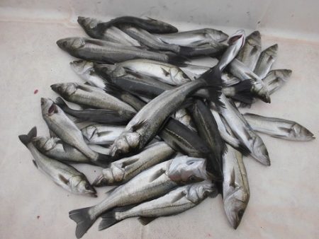 ルアー船マヒマヒ 釣果