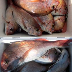 来温丸(らいおんまる) 釣果