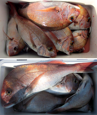 来温丸（らいおんまる） 釣果