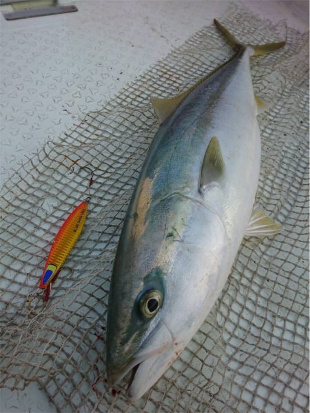 マタウマリンサービス 釣果