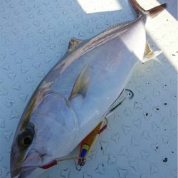 マタウマリンサービス 釣果