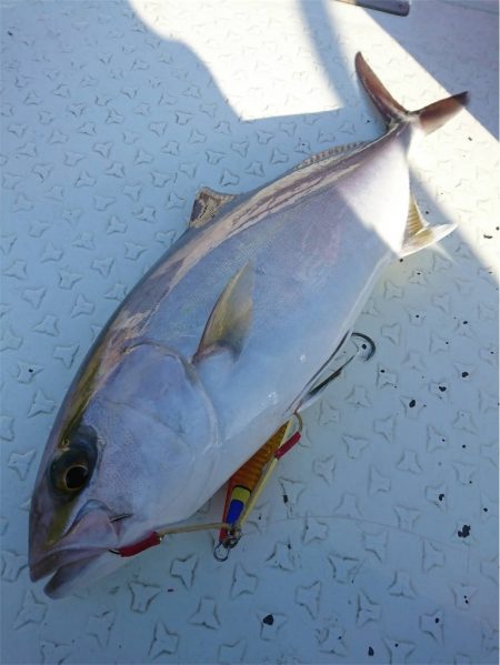 マタウマリンサービス 釣果