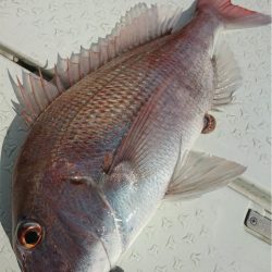 マタウマリンサービス 釣果