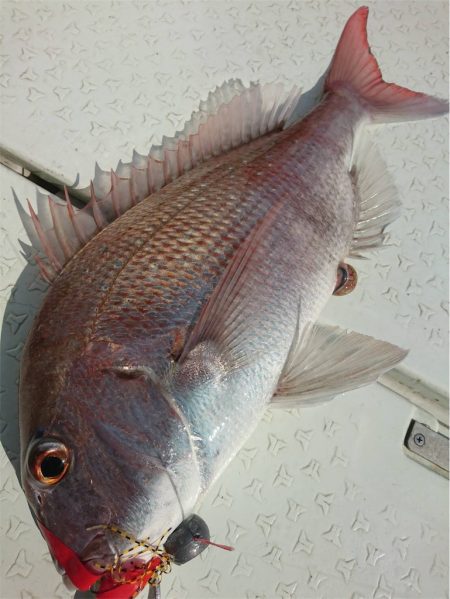 マタウマリンサービス 釣果