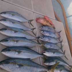 旭星釣りセンター 釣果