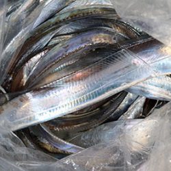 松本釣船２ 釣果